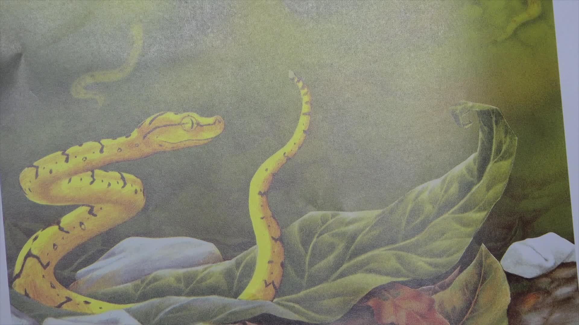 Lunenburg Storytime: Verdi, Kid Sheriff and the Terrible Toads, Help Me Mr. Mutt!, Interrupting Chicken