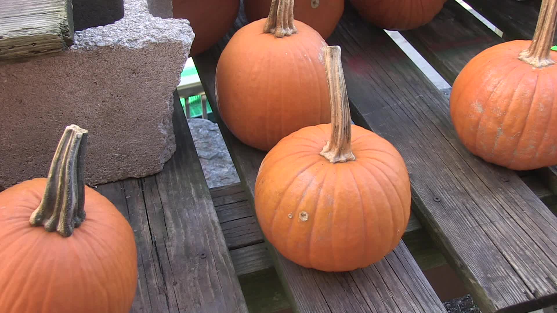Thumbnail image for  Around the Garden with Jimmy K New England Fall Color