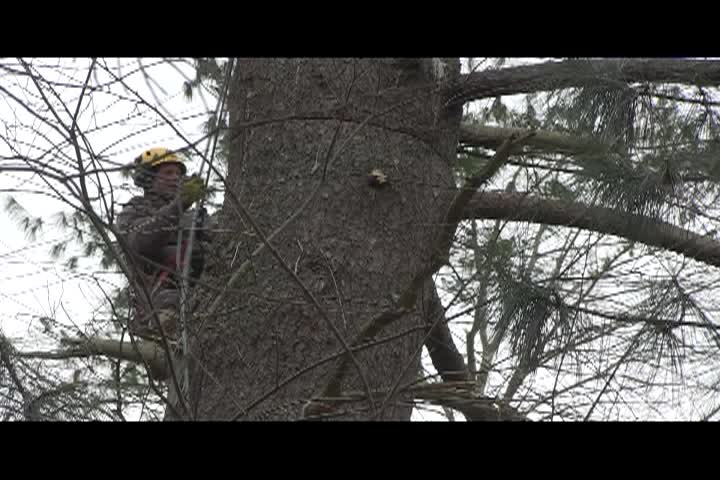 Thumbnail image for  Around the Garden with Jimmy K Tree Cutting and Logging Part 2