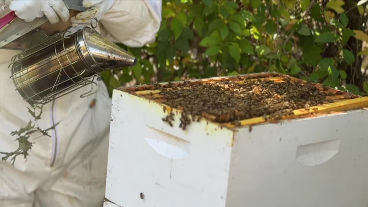 The Curious Senior: Sandra Fryc, Beekeeper
