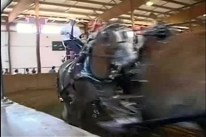 New Englanders: Horses at Topsfield Fair