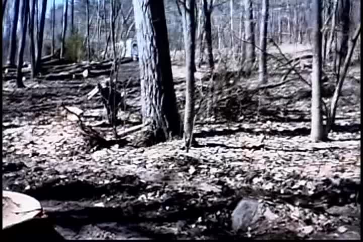 Thumbnail image for New Englander: Logging Timber Tales