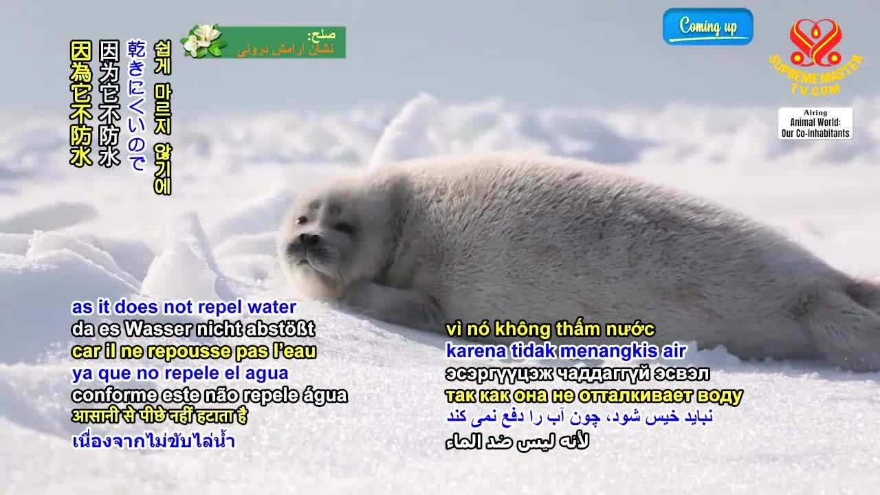 Thumbnail image for Supreme Master TV Animal World: Jewels of the Caspian Sea