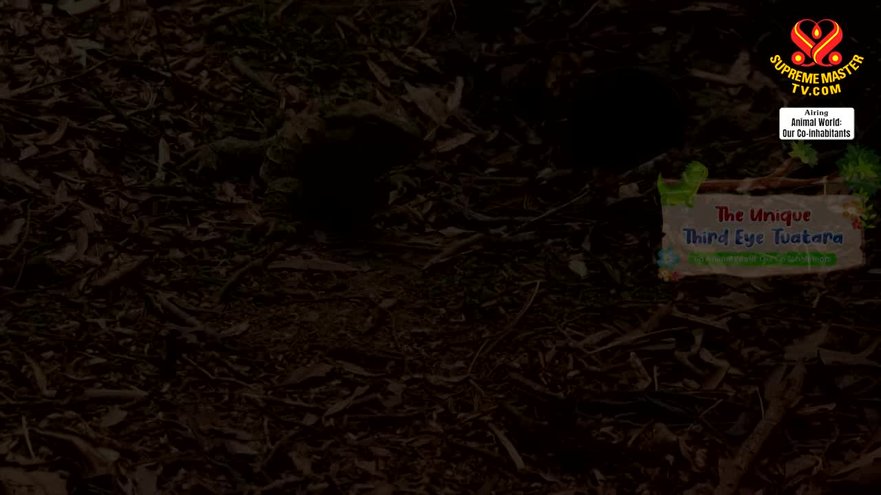 Thumbnail image for Supreme Master TV Animal World: The Unique Third Eye Tuatara