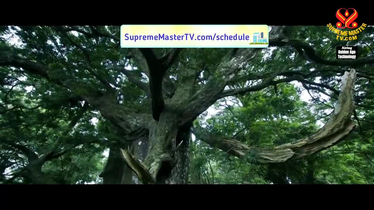 Thumbnail image for Supreme Master TV Innovative Developments in Solar Power 2