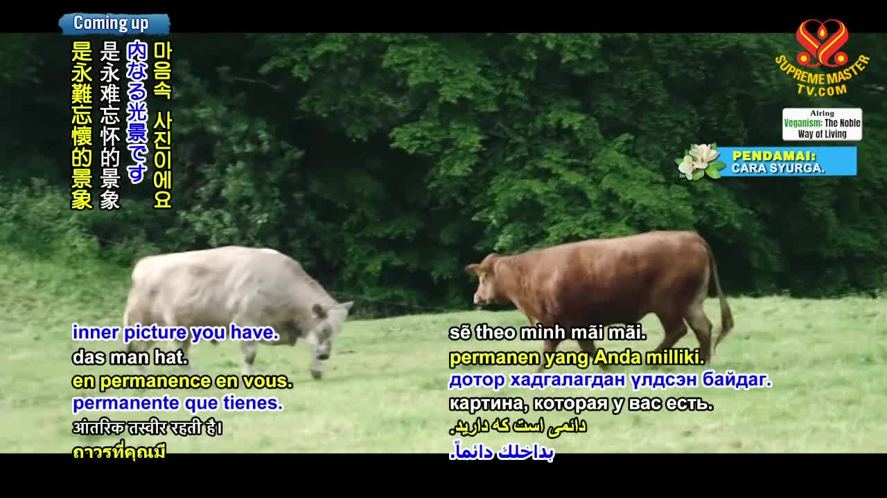 Thumbnail image for Supreme Master TV From Butcher to Animal Advocate