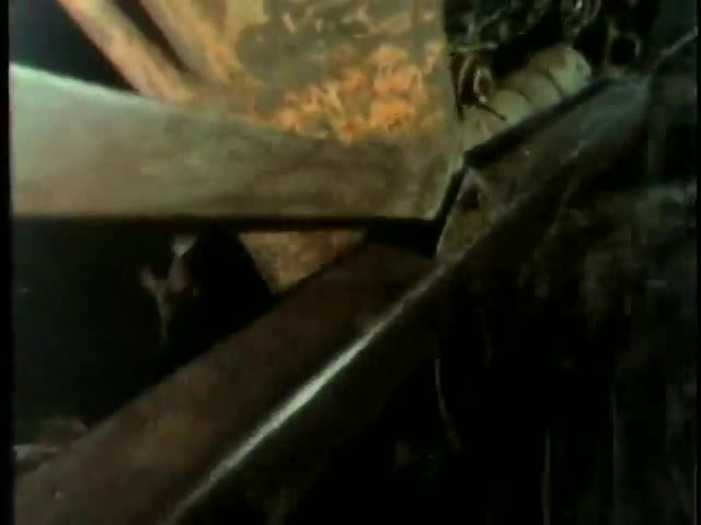 Thumbnail image for ICAM Aberrant Movie: Scream Bloody Murder (1973)
