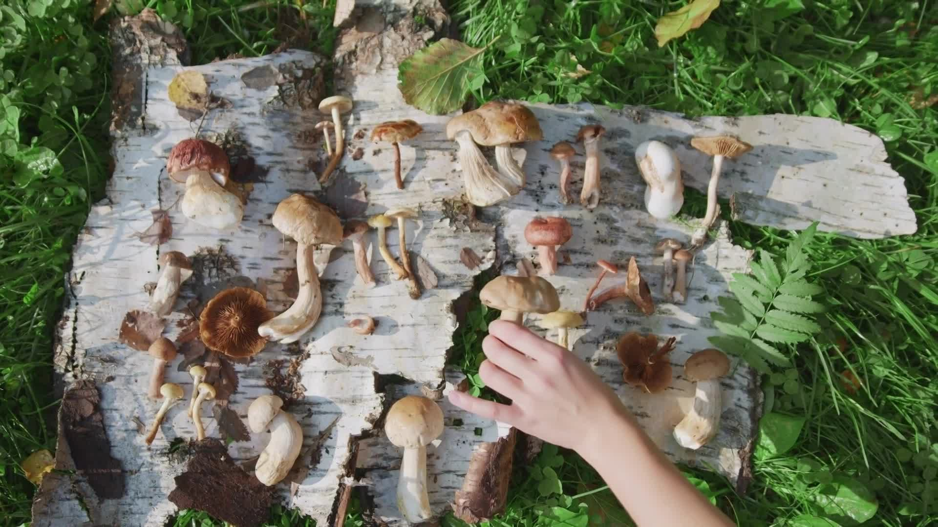 Fungi Finders Ep 3:Essex County Mushroom Farm